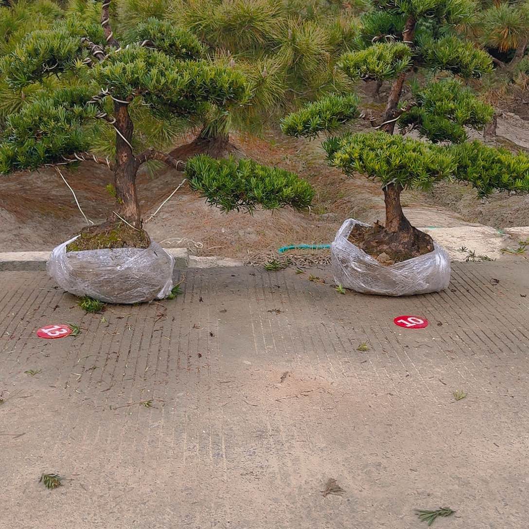 【***】完全开放罗汉松基地发货