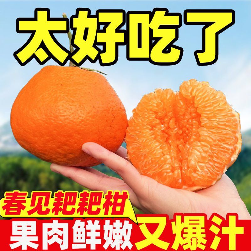 纯甜春见耙耙柑 正宗四川春见耙耙柑粑粑柑新鲜水果橘子整箱大果
