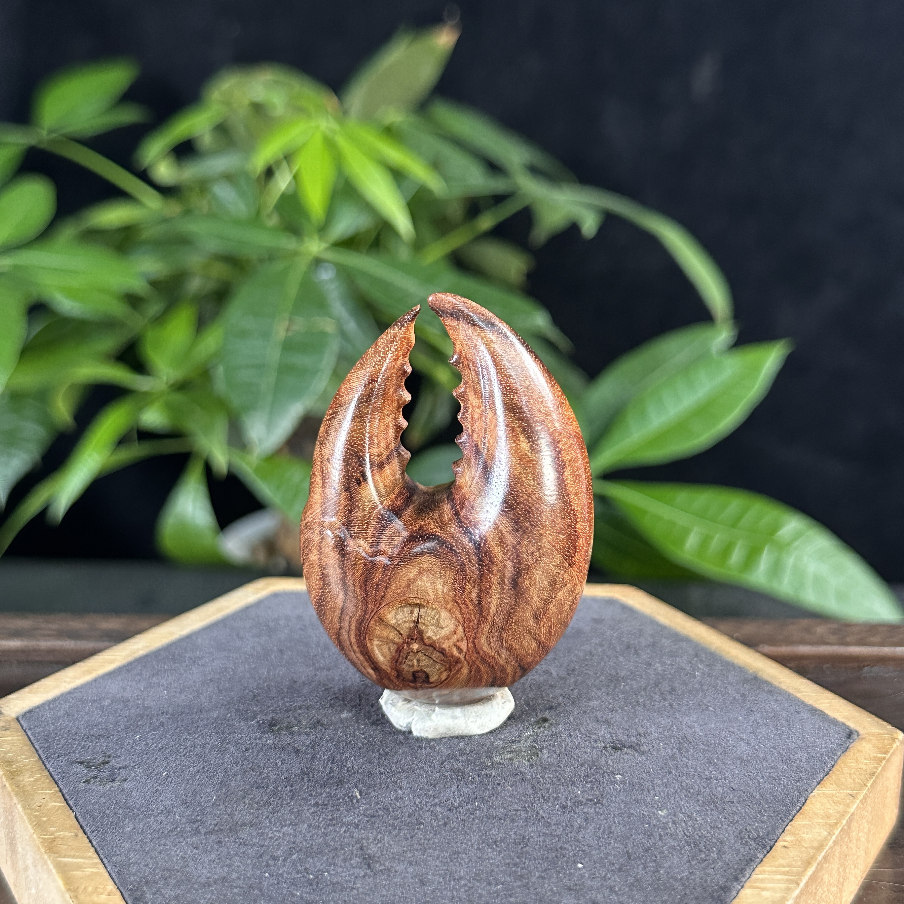 ZYCX-3191 海黄有钳 约：61*43*30mm