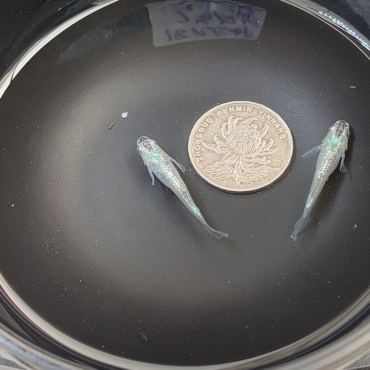 青鳉鱼光体妖精2条2号