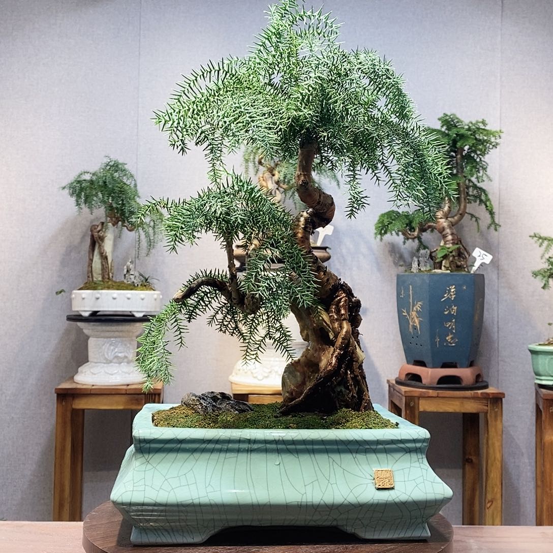 李***生无花朵澳洲杉1111