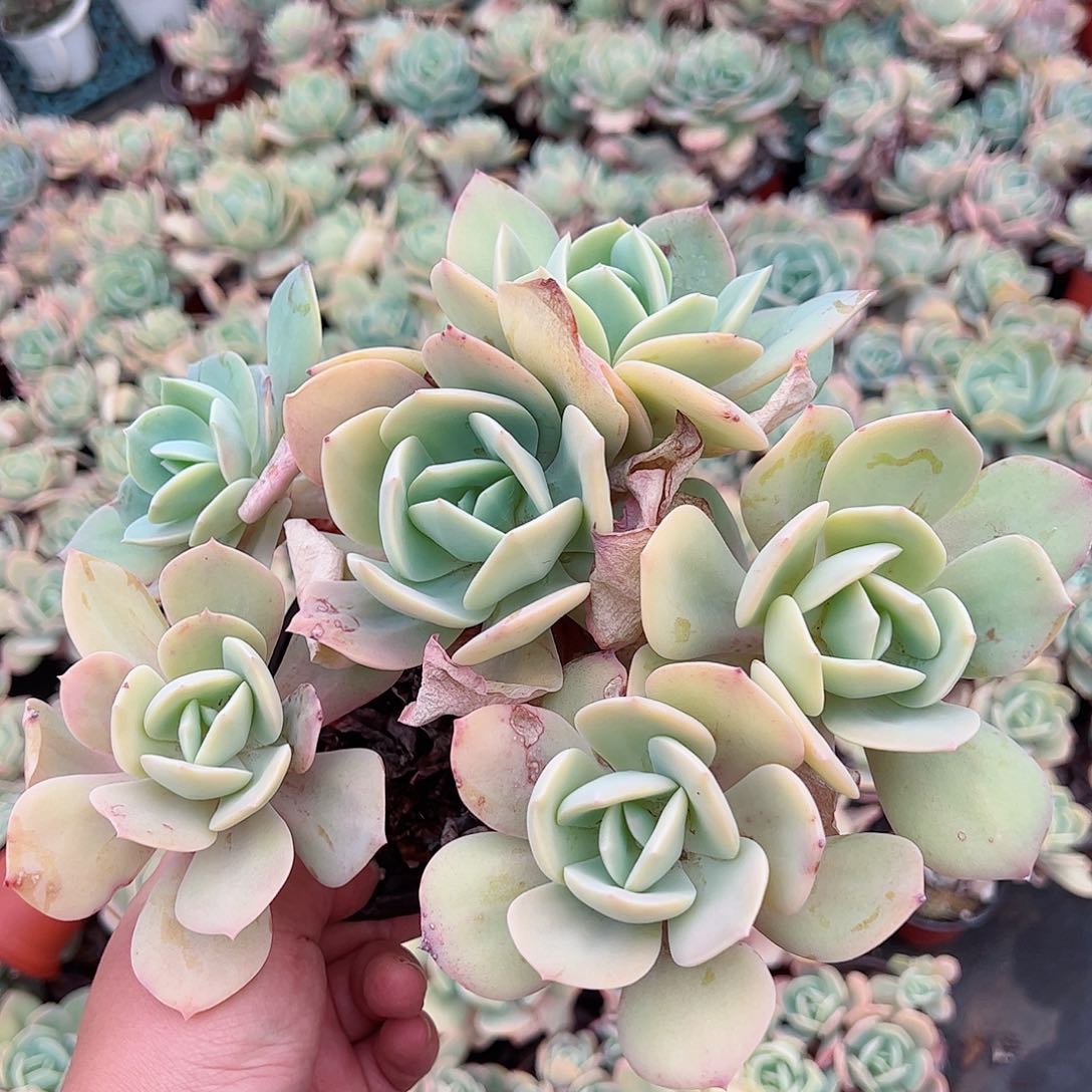 白凤三头起有砍整桩