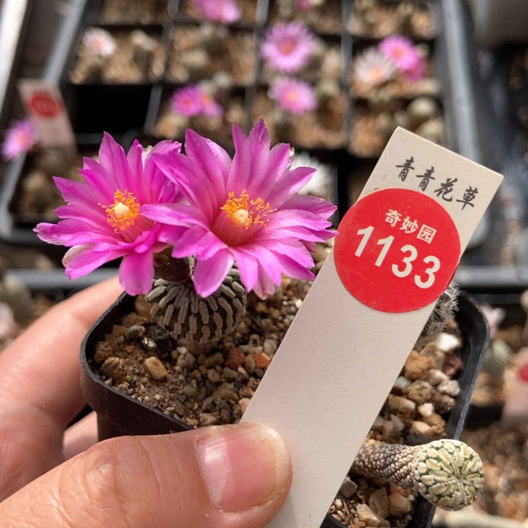 实生德系红花精巧殿1.7cm