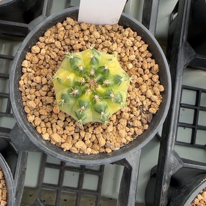 101-0209月冠脱土发多肉