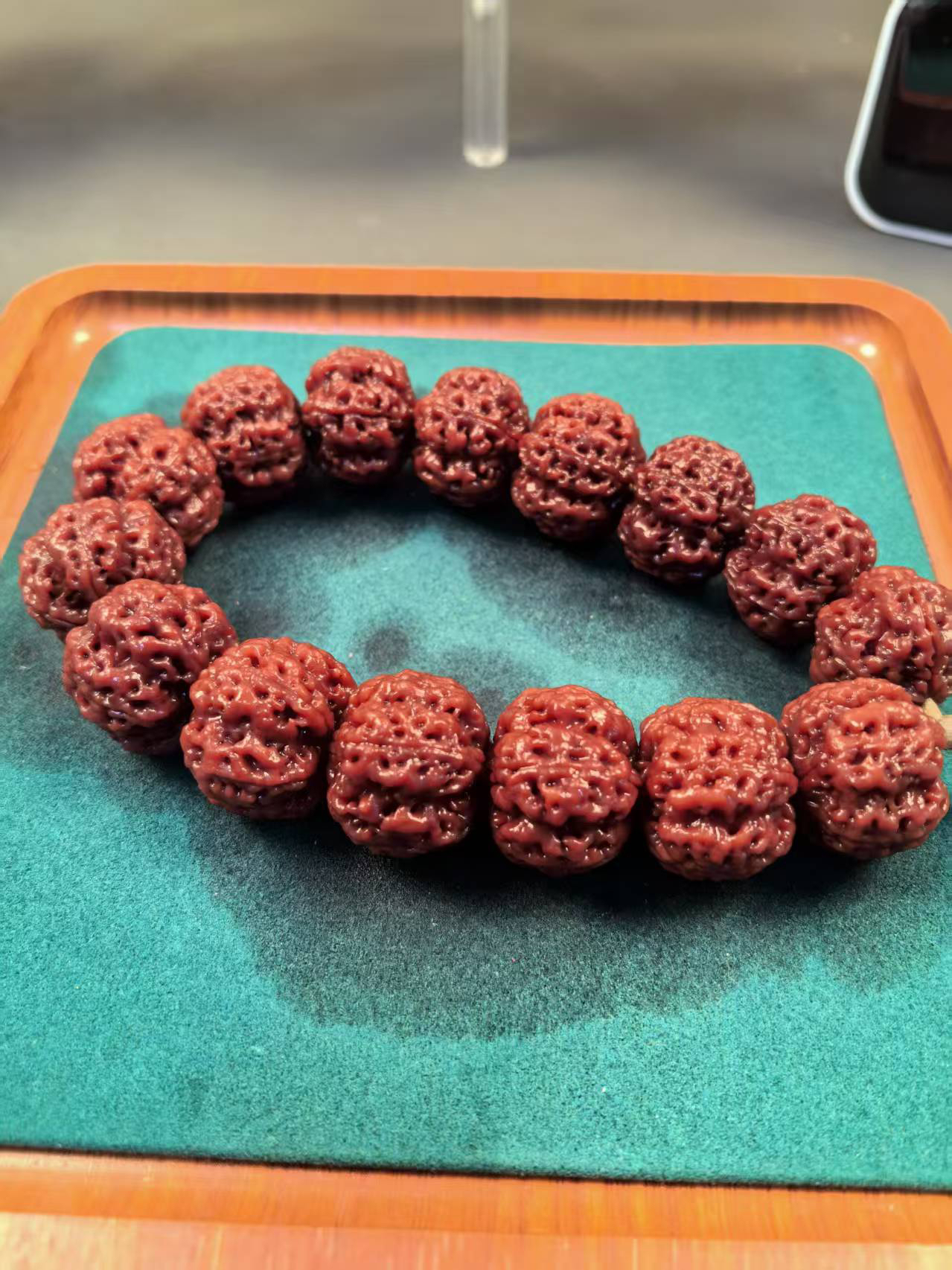 古龙飞蝶龙牙梅花超头