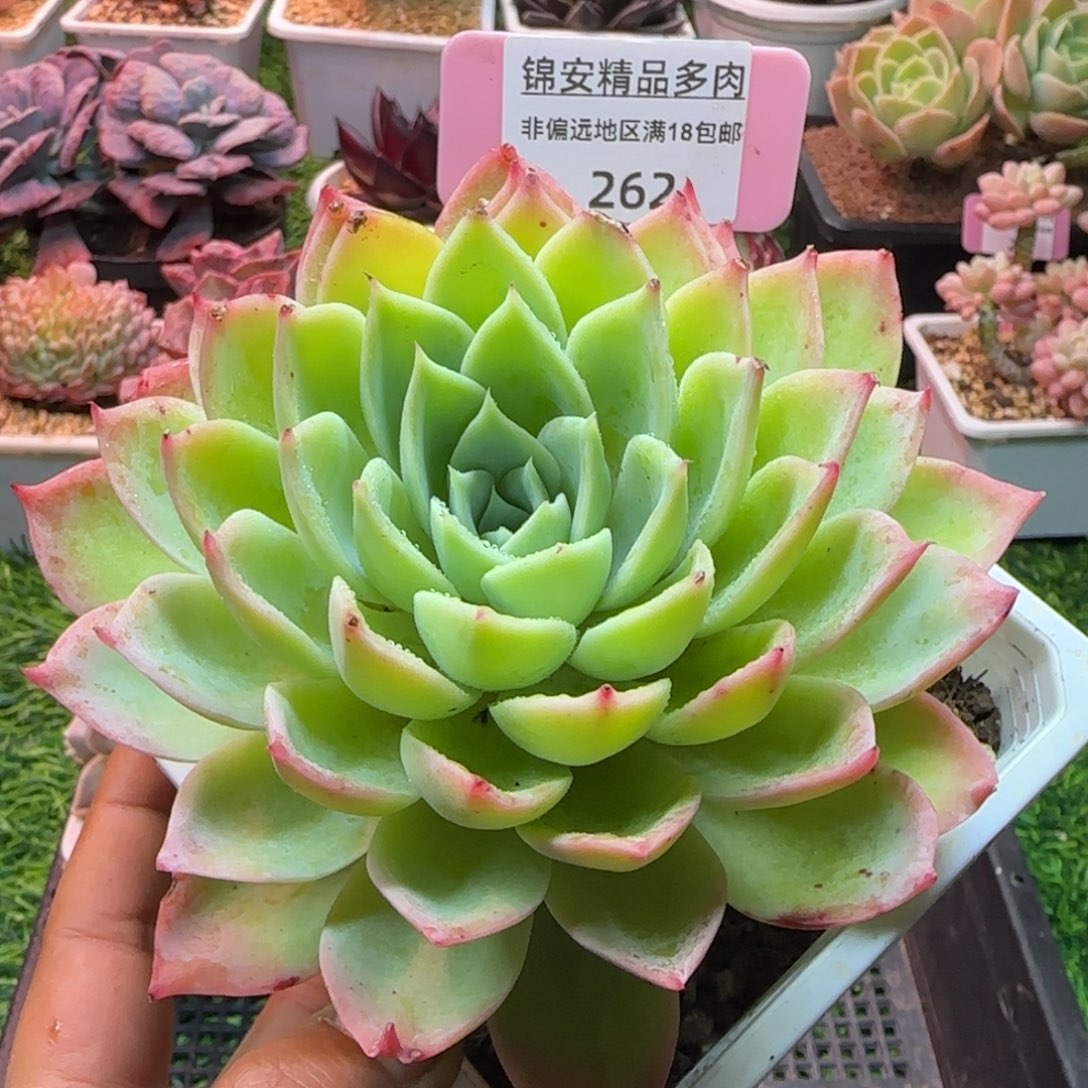 锦安精品多肉编号262