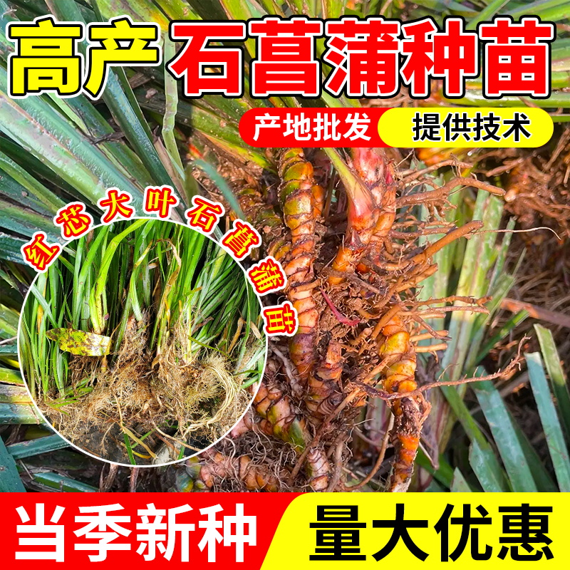 四川高产红芯大叶石菖蒲种苗现挖现发提供技术支持成活率高包邮