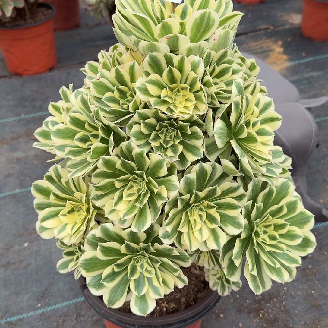 迈巴赫法师多肉美美美00000293