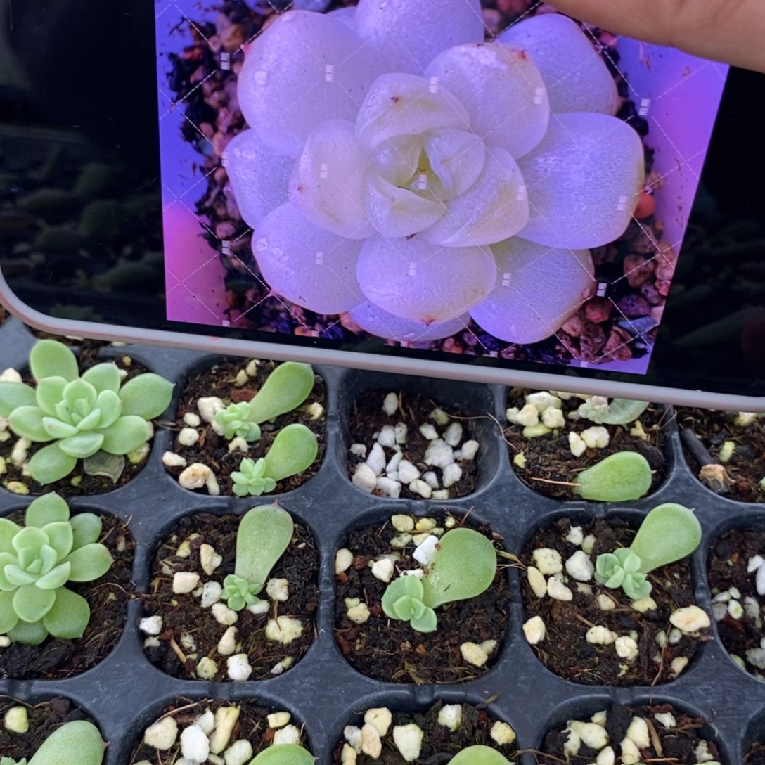 1553白小七芽苗一个多肉