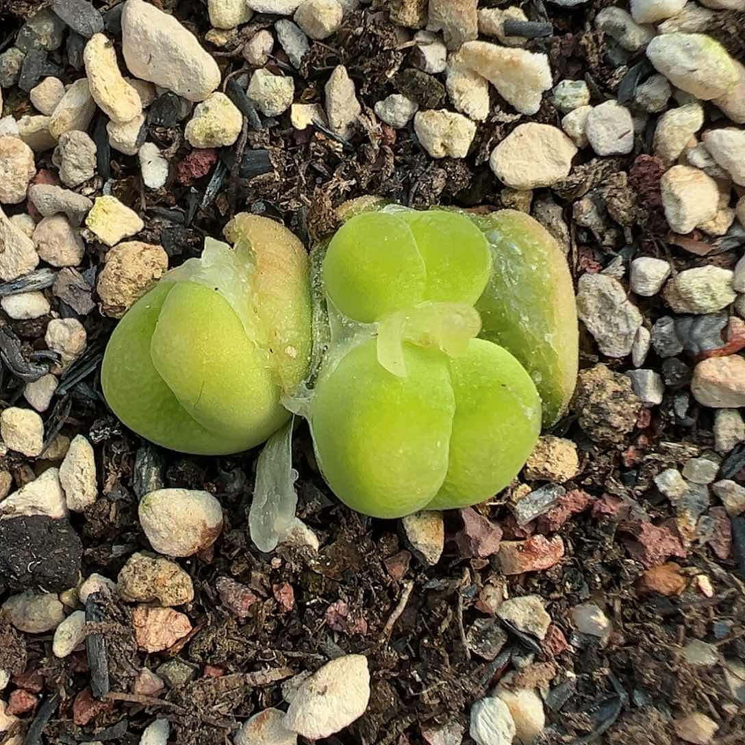 125欧泡1798.78带盆土发货