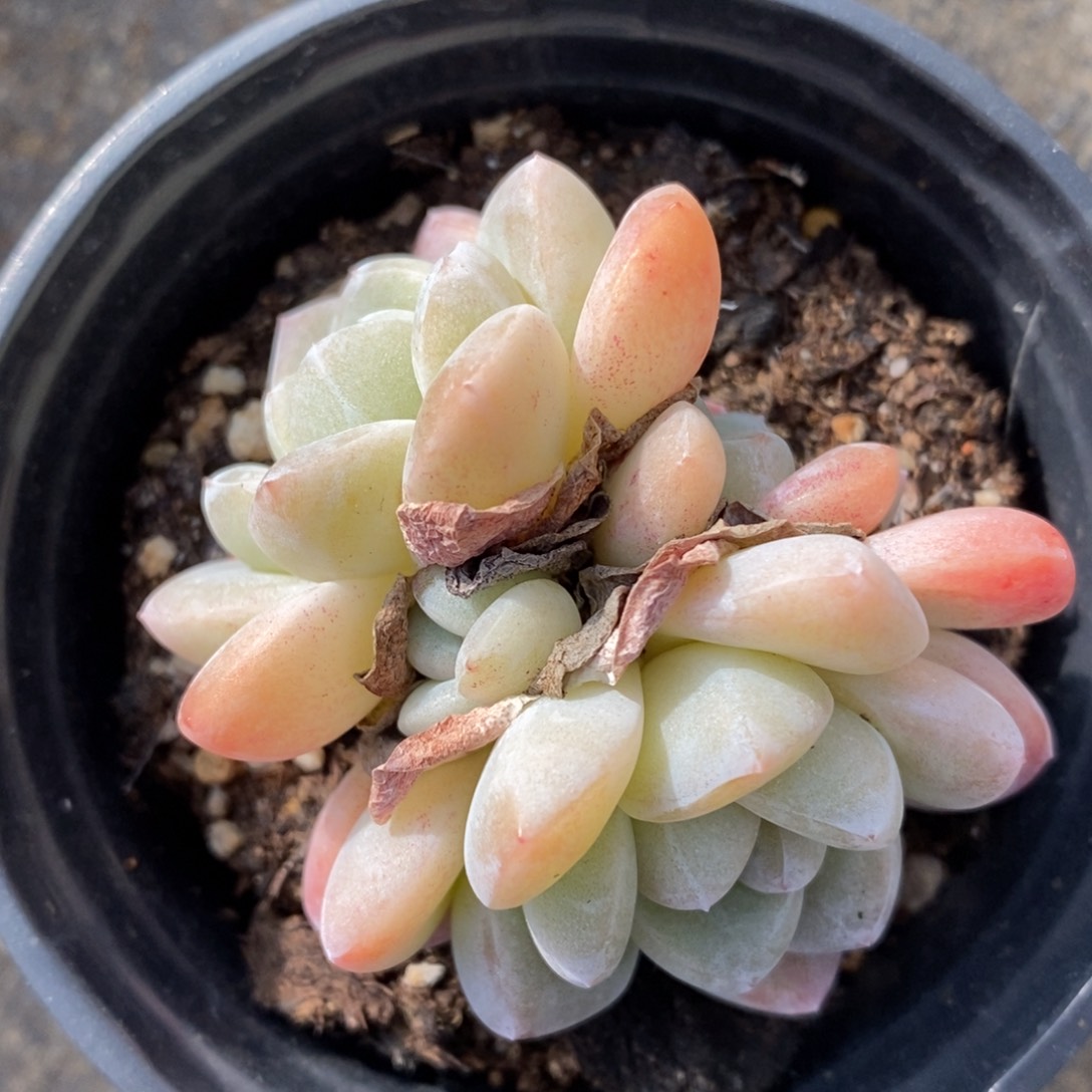 自助下单一物一拍多肉，下滑有惊喜