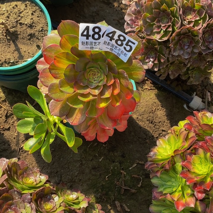 霓虹七猜花花29-5花花