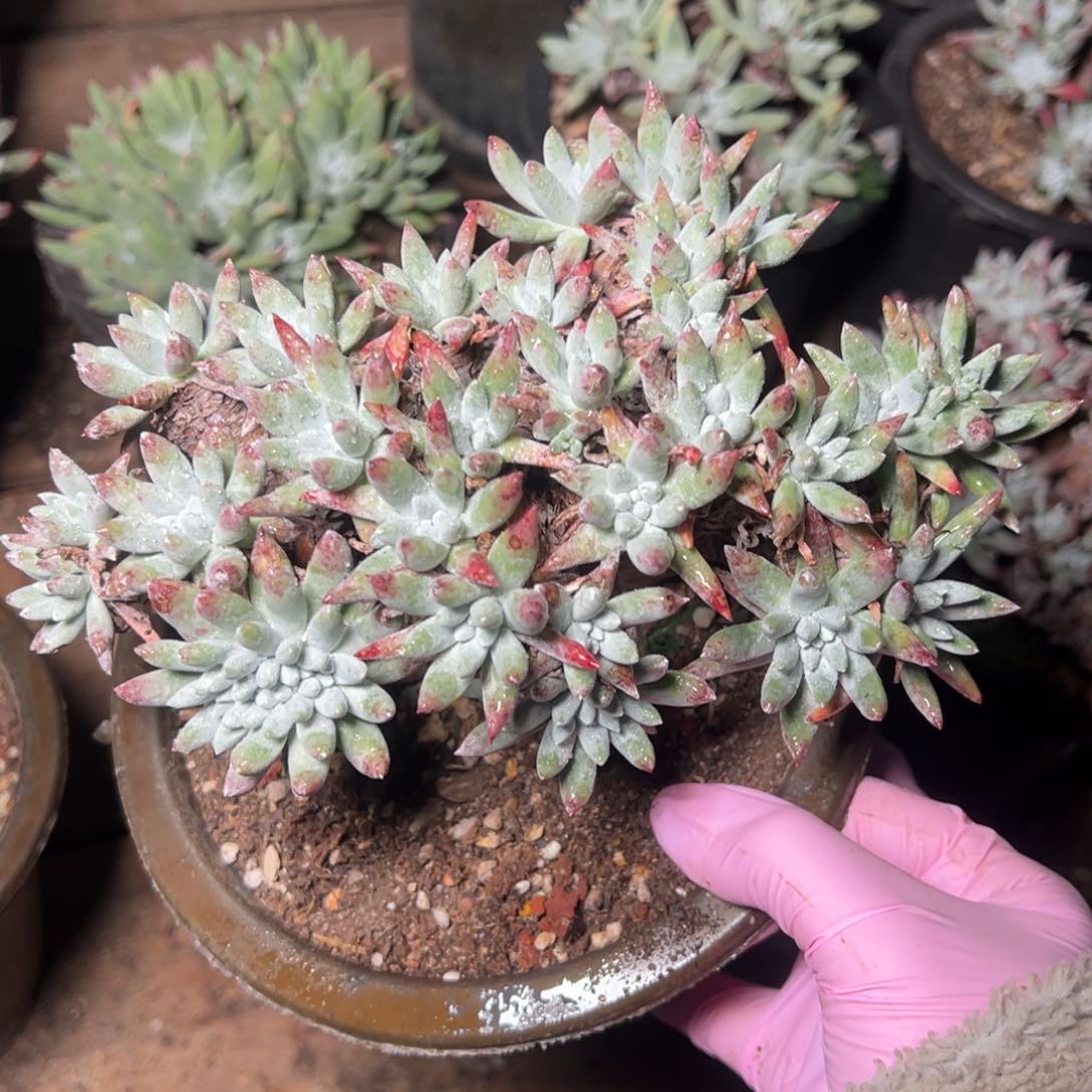 2808白鹭哈哈哈哈哈哈哈哈 