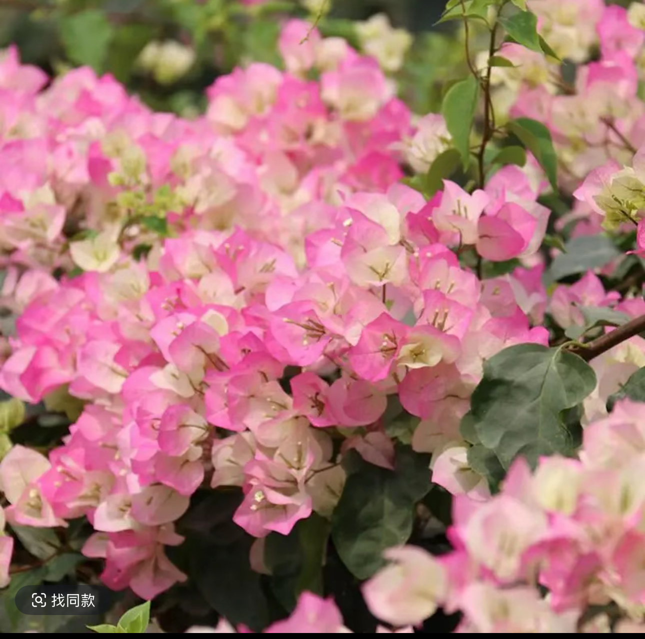  百变绿樱三角梅花苗（修剪发货 运输掉花掉叶介意慎拍） 