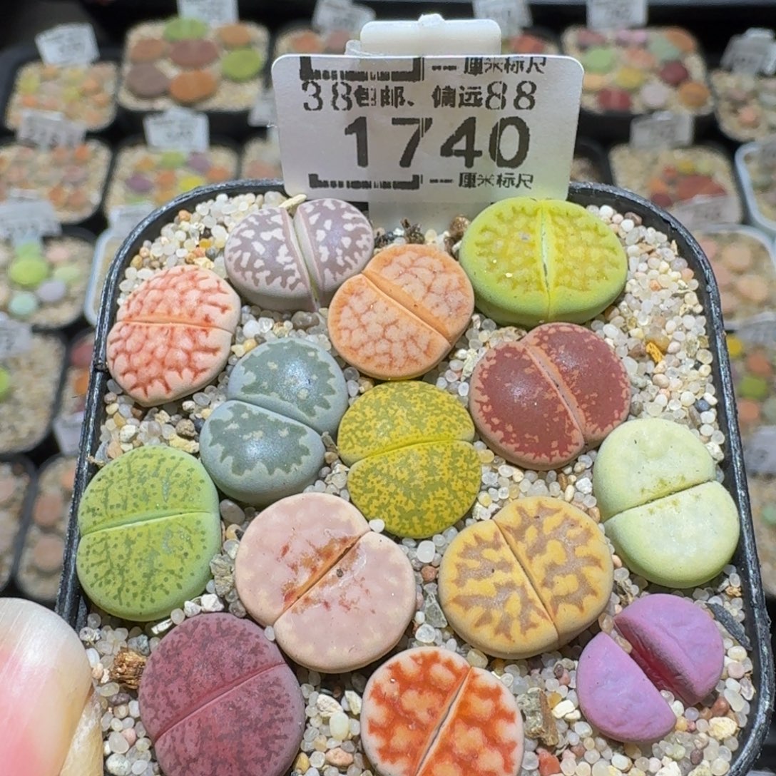 Ssss精品生石花1740