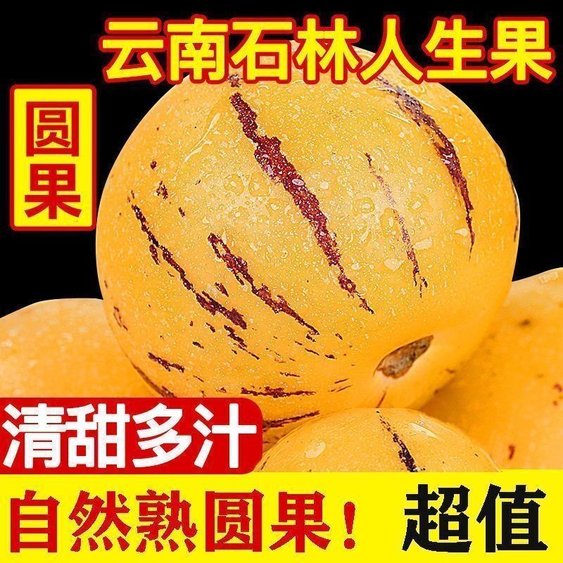 云南石林果树上自然成熟黄肉圆果新鲜多汁清甜好吃