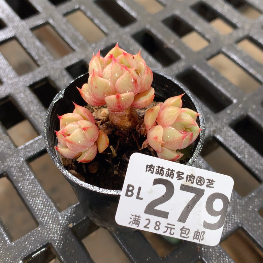 肉萌萌5cm拇指盆精控多肉BL279