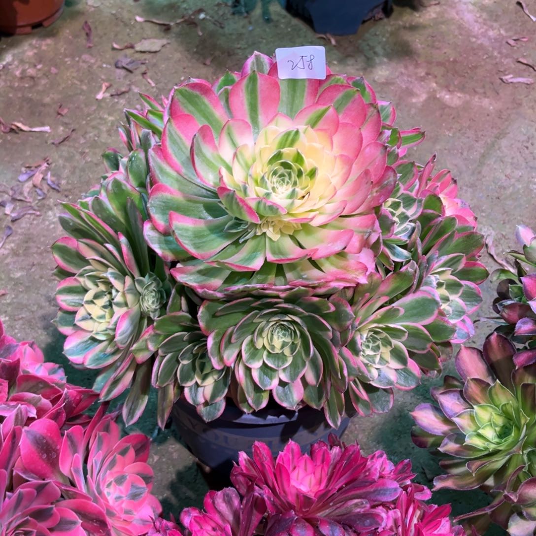 多肉植物海王258