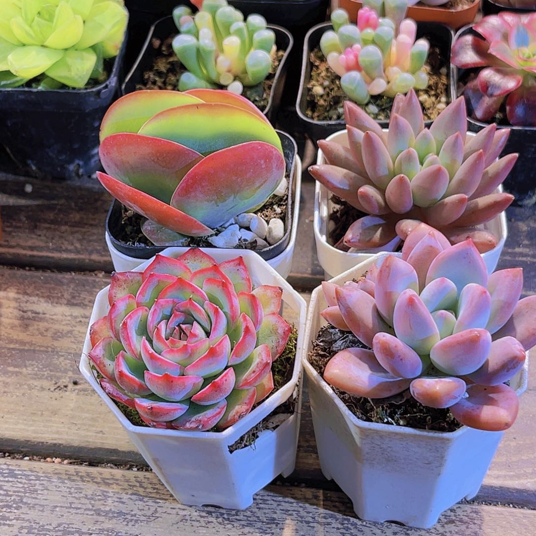 蜻蜓。侧影。唐印。奥普