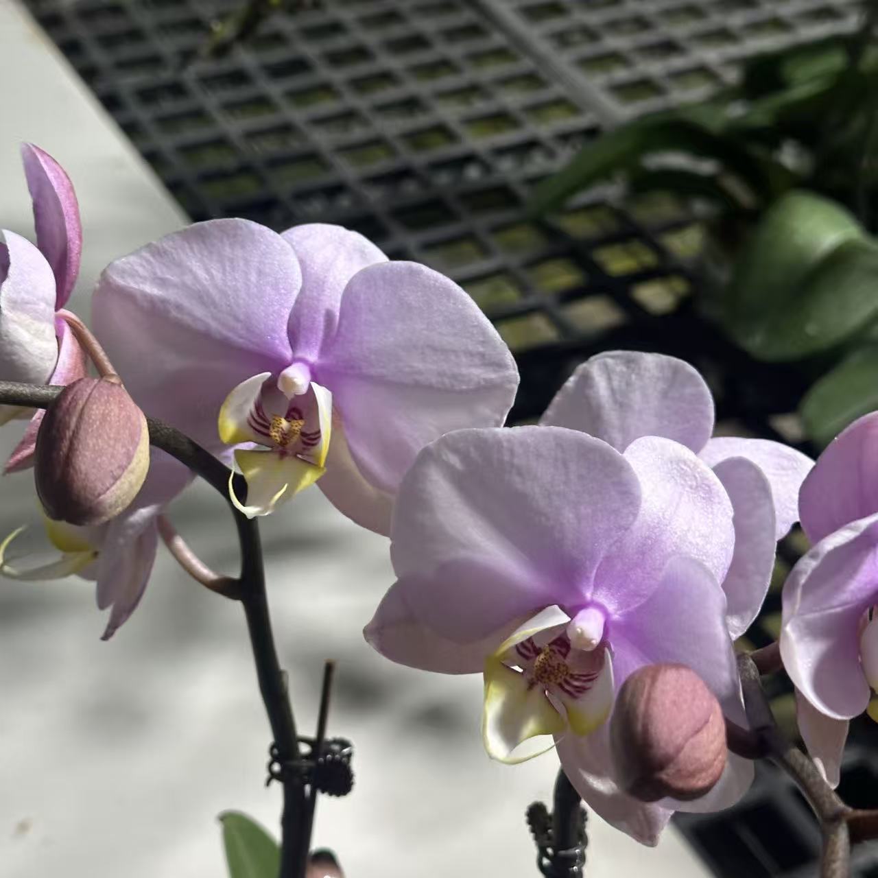 【美少女】3.5杯寸双花剑带花带花苞室内盆栽花卉绿植好养活