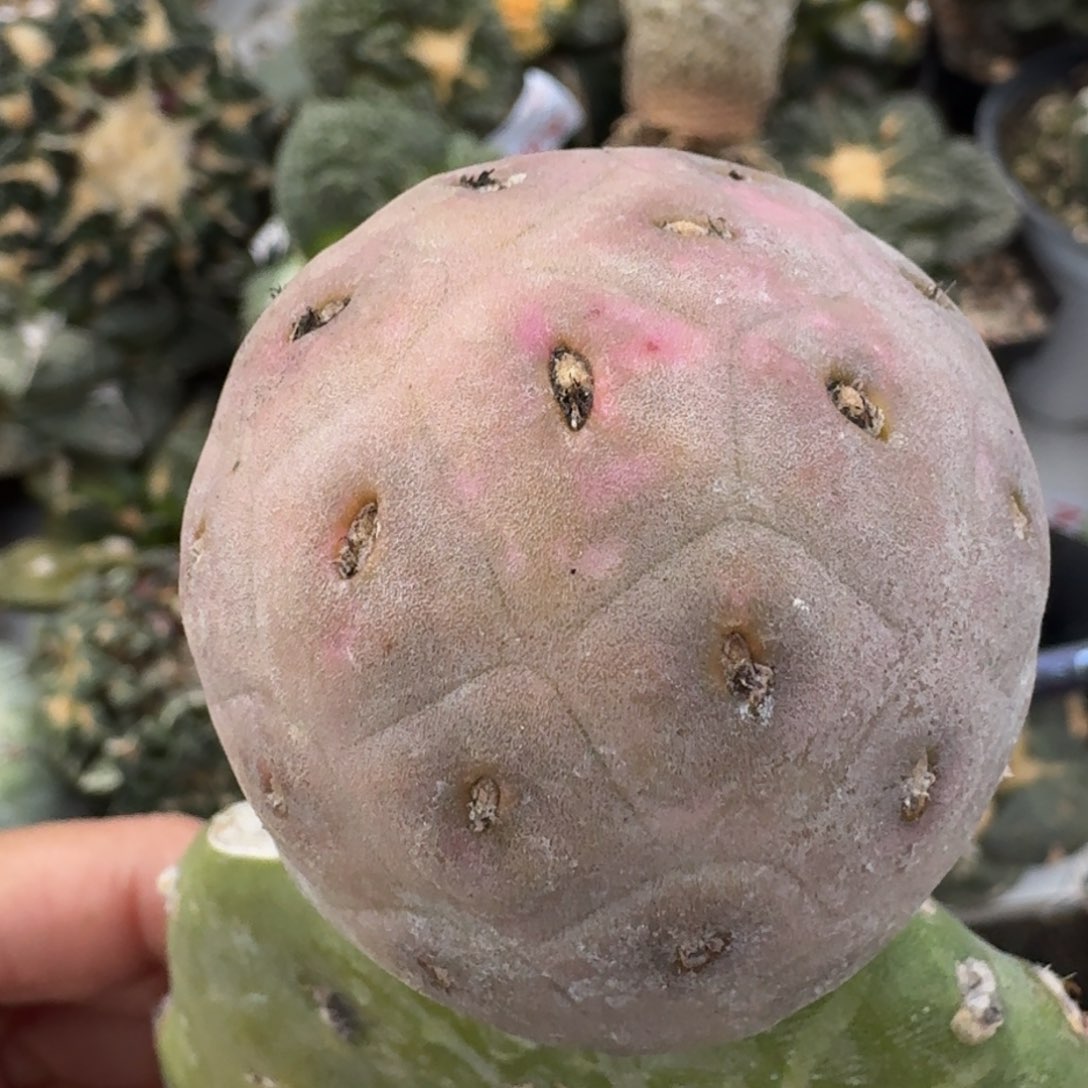 【闪购商品】大型紫皮鹅蛋小苗