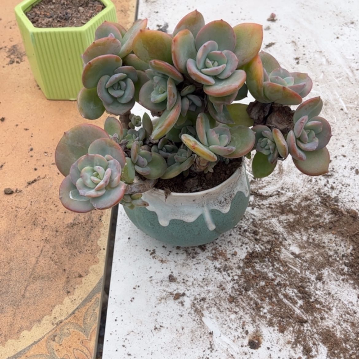 【闪购商品】无花朵芋*