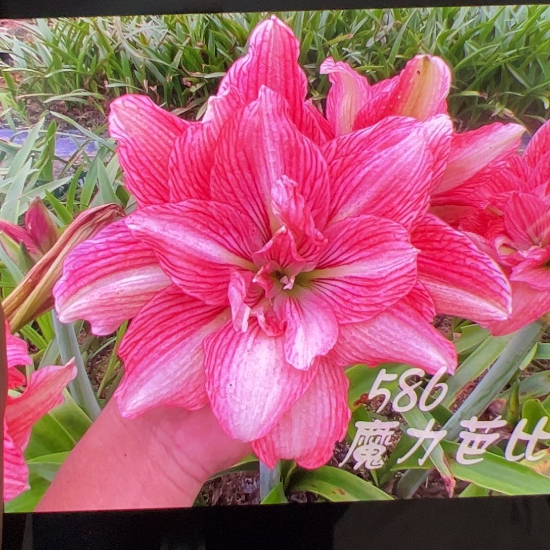 朱顶红魔力芭比巨大球