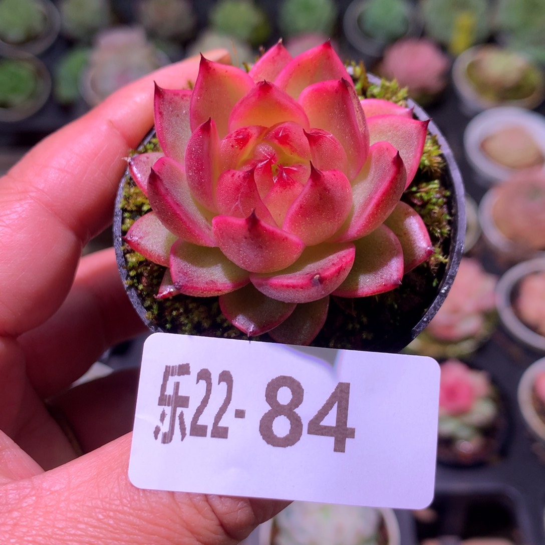 乐然22-84 新品单头 