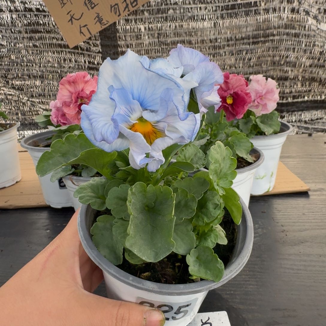 全部花朵325号角堇