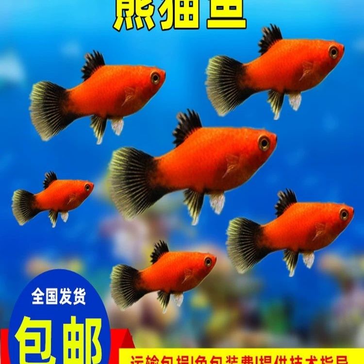 【精品米奇】火麒麟好养胎生混养红色中国月光金波热带金波鱼米奇