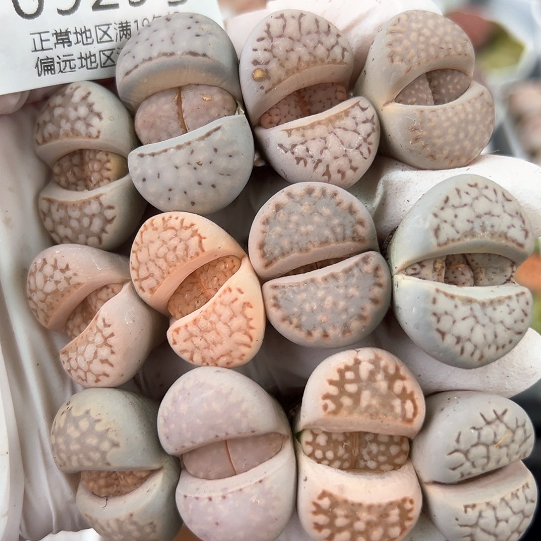 好养易活生石花大母本0925