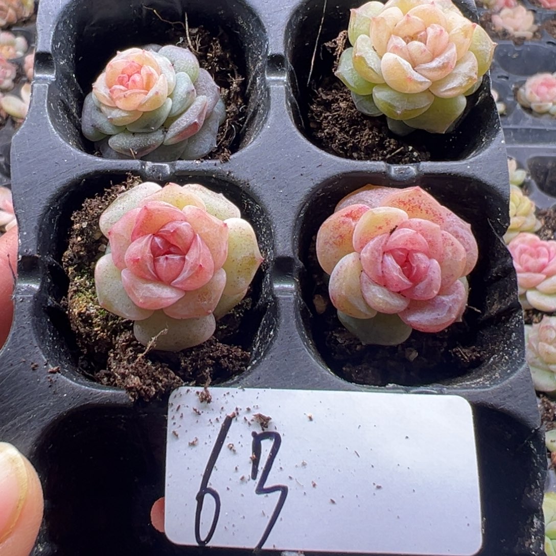 木***❦糖心多肉一物一拍6号