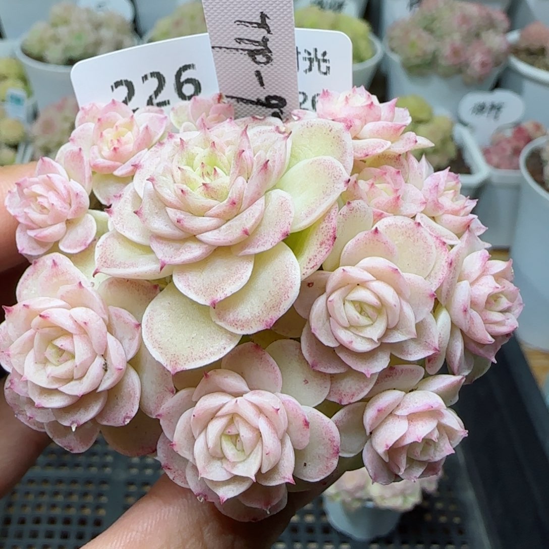 【闪购商品】0226-226（ttp-97）专拍