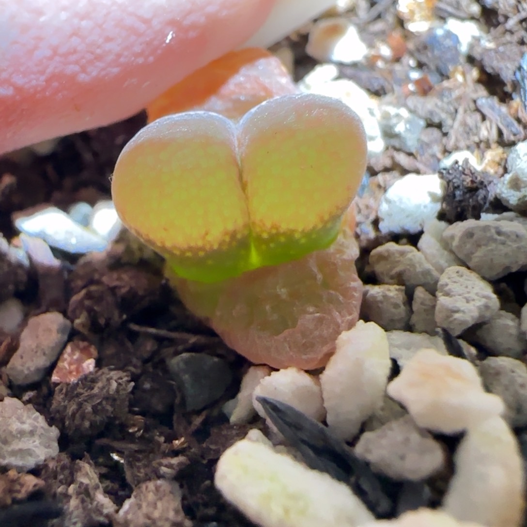 肉锥多肉植物百科-肯哈德613