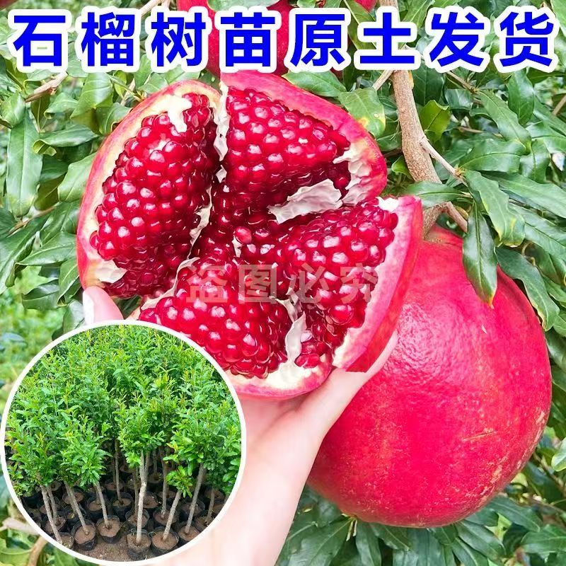 直播间石榴树苗南北方都可以种的红宝石黑杍红如意