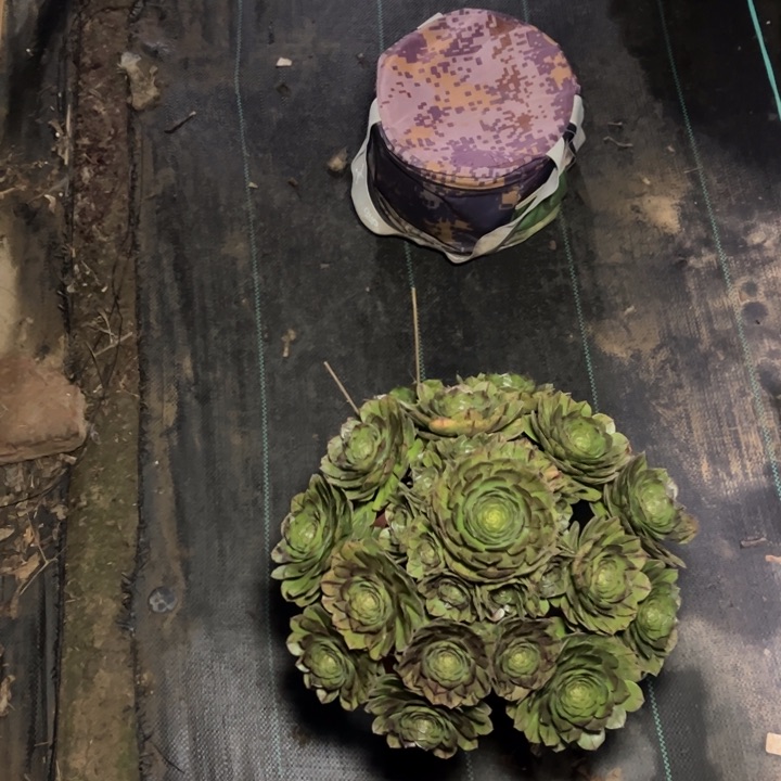 48万圣节拉丝的多肉