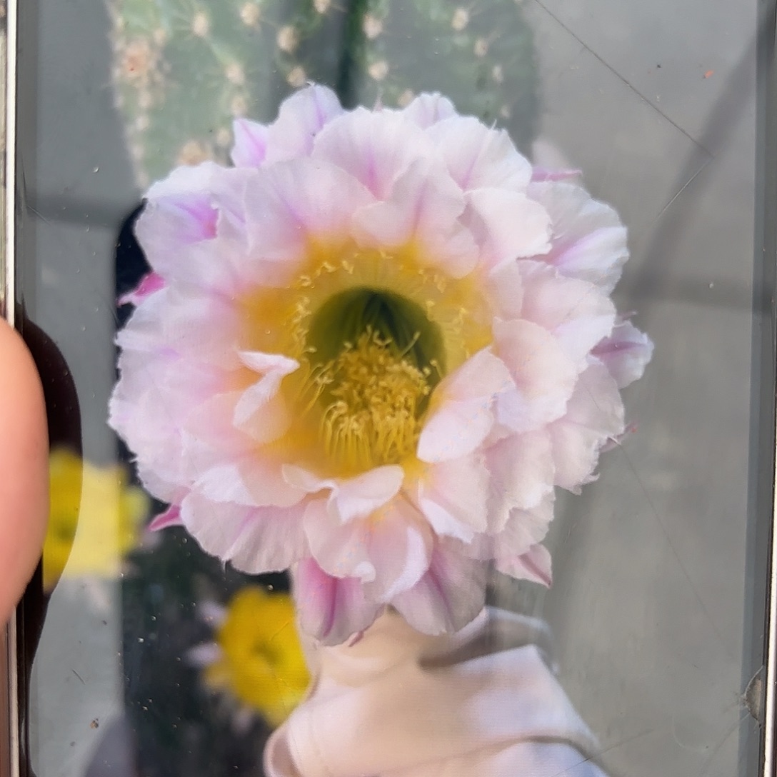 彩草1-29号6.5公分左右
