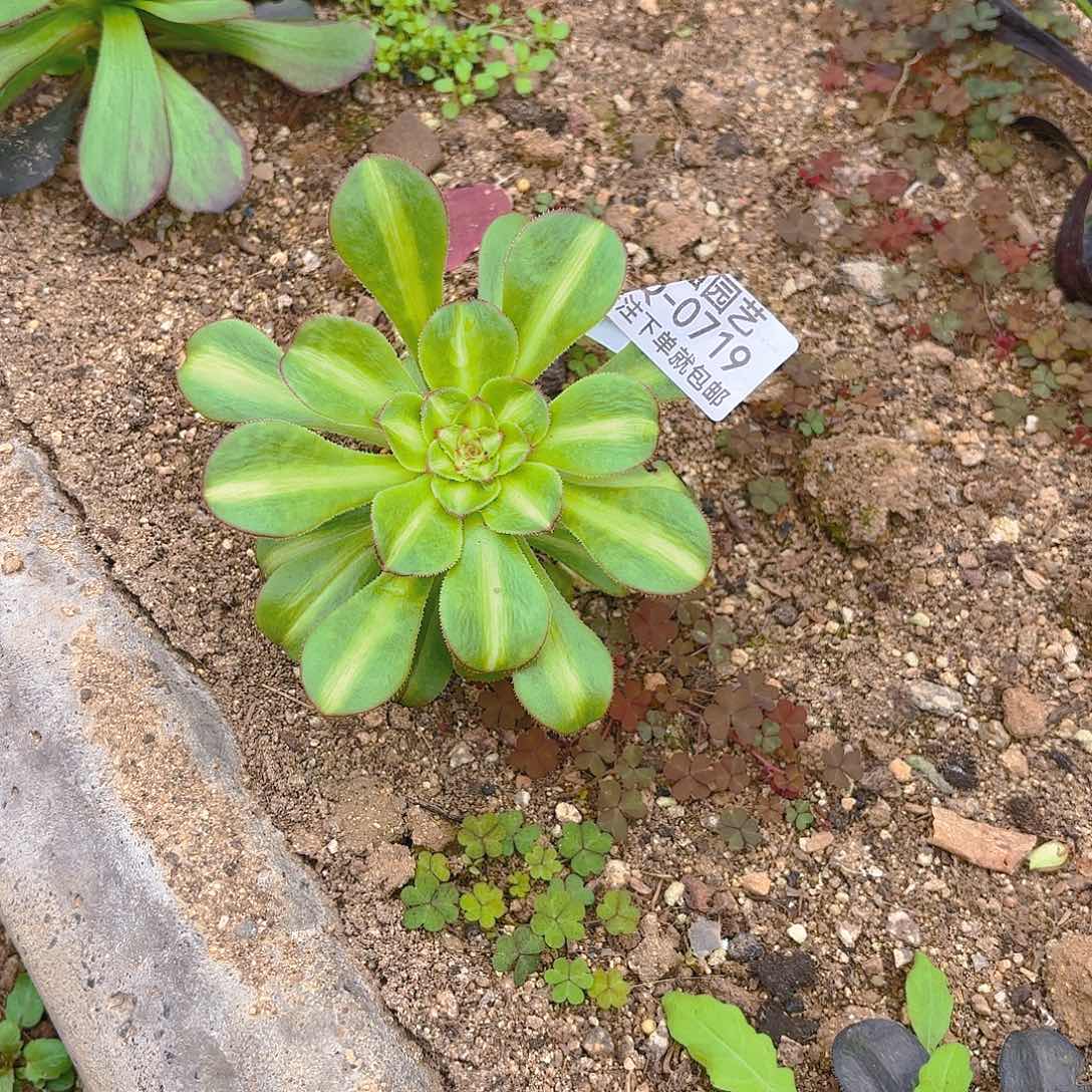 暴君花蝴蝶绿中班多肉植物717-18-19四号