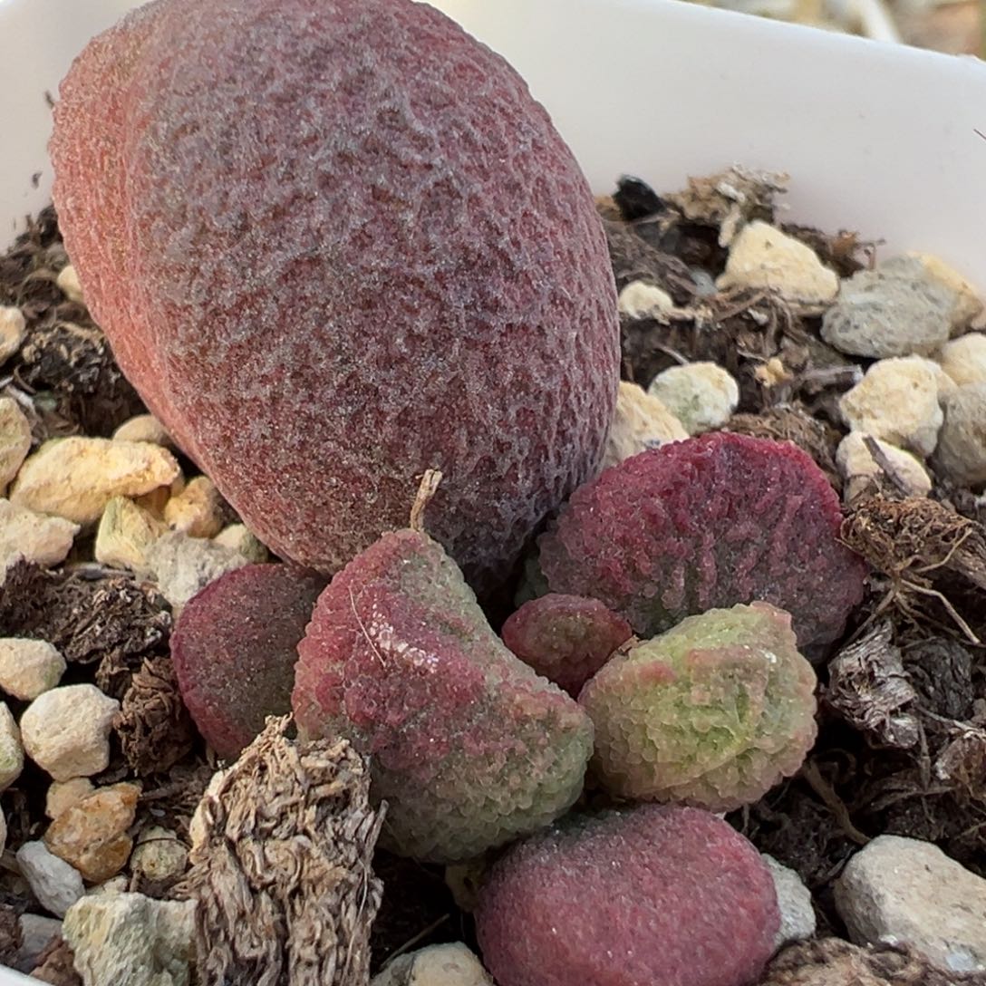 红烧肉大苗多肉植物水泡