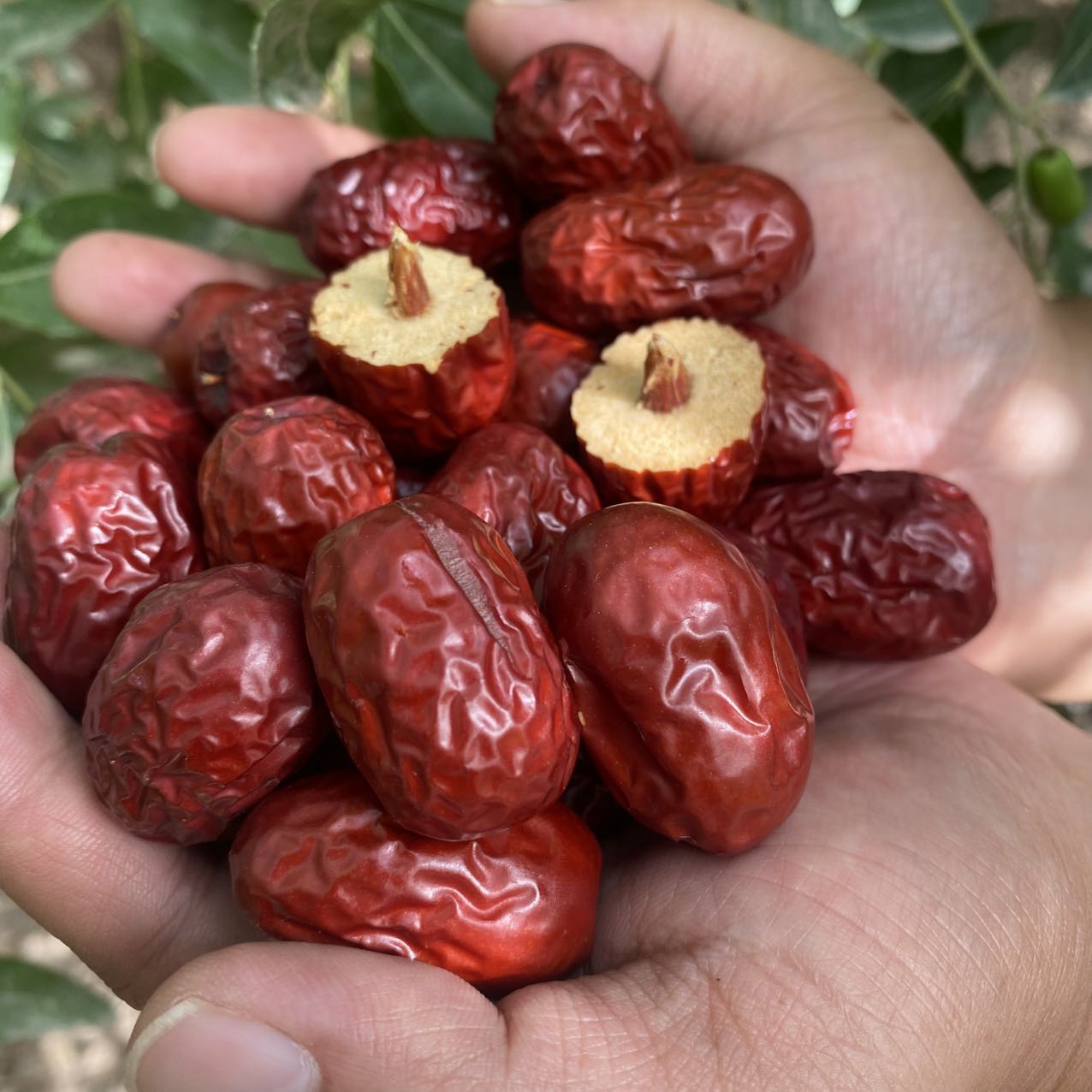 【昂昂专属】新疆灰枣，产地直发