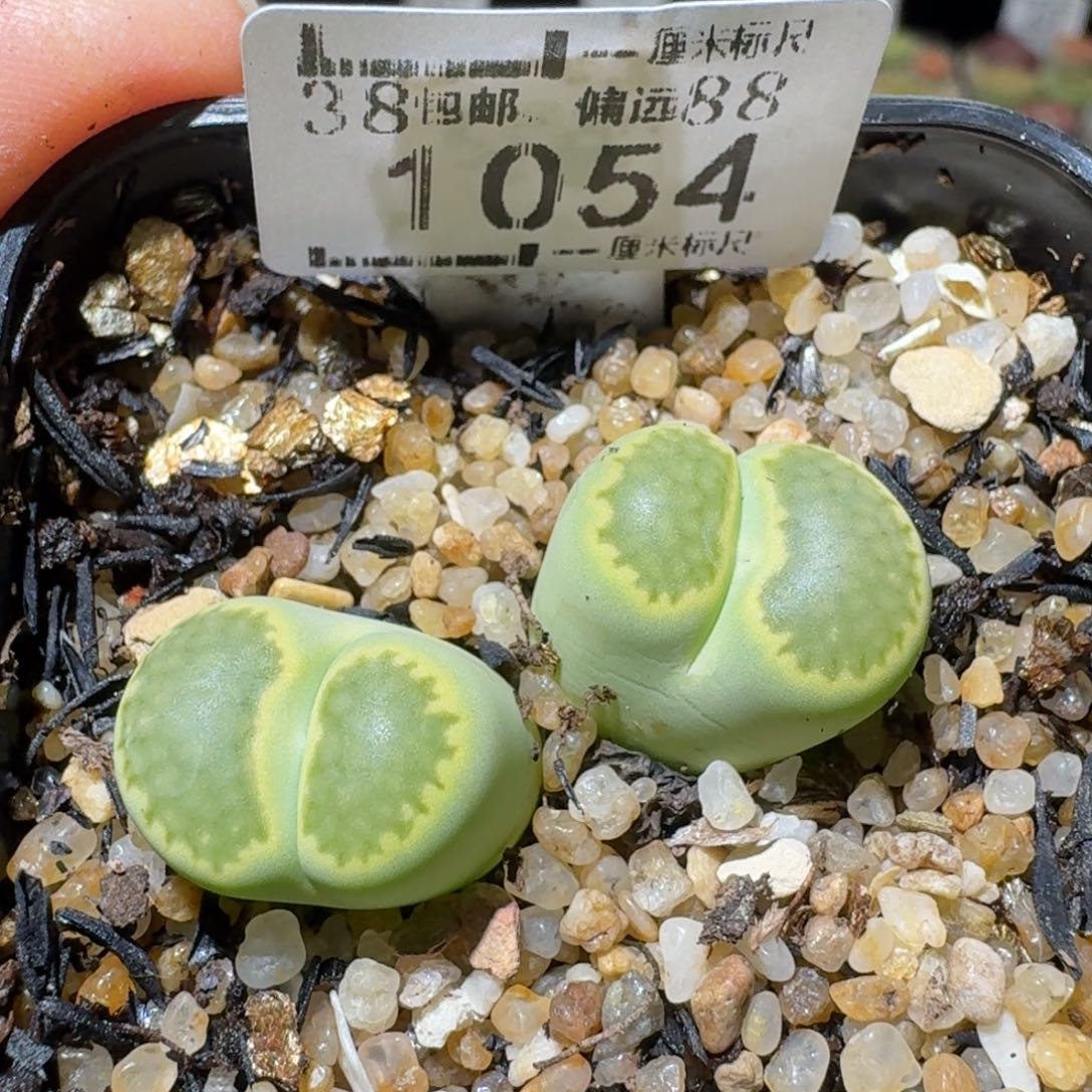 Sss清仓便宜出1054