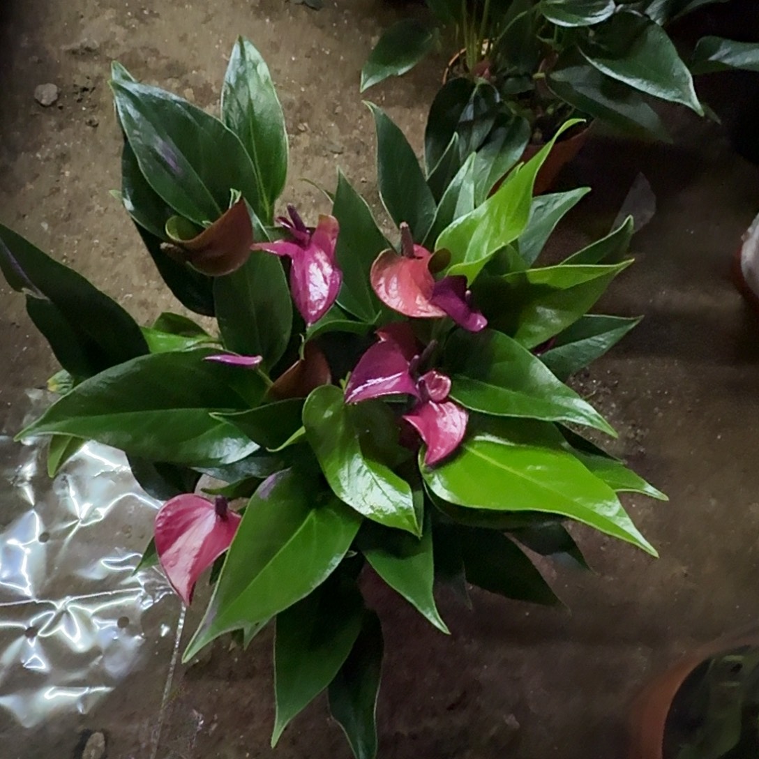 完全开放水培紫掌