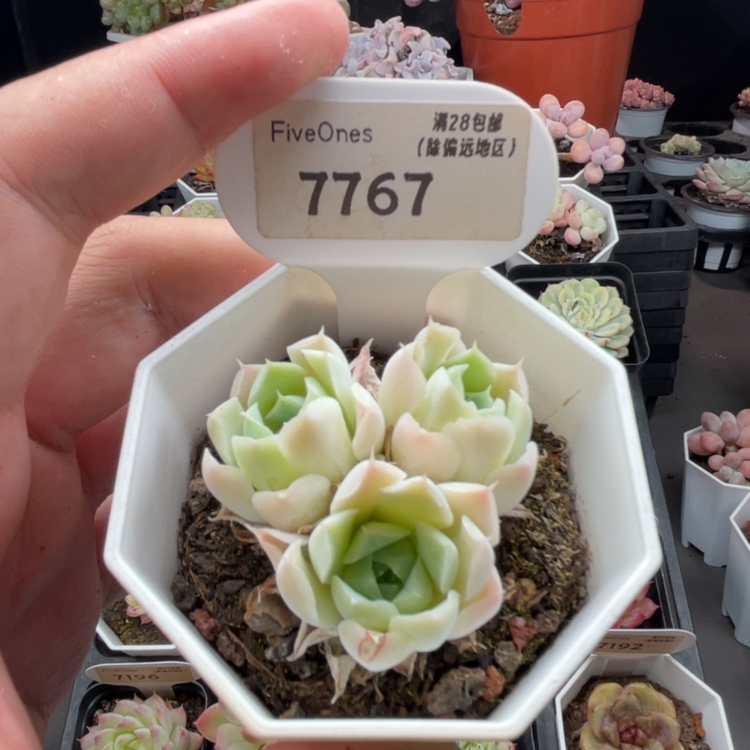 沁心7767-4.5厘米