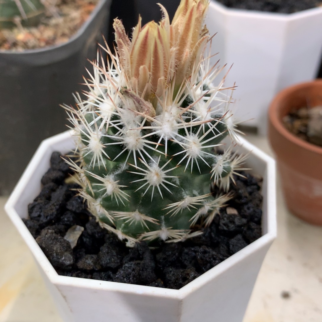 开播福利实生仙人球实生