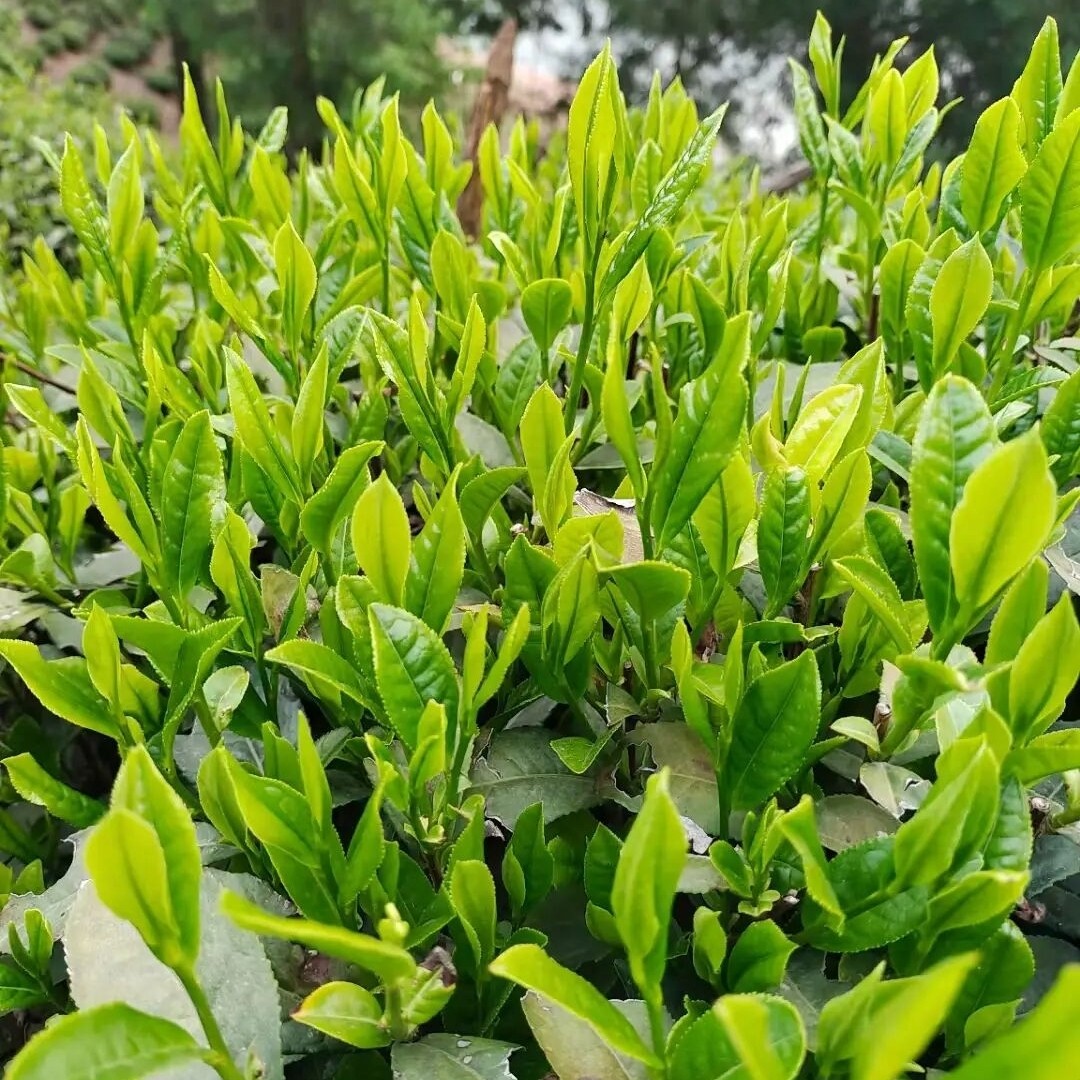 提采：高山黄芽茶，清雅兰花香2025绿茶老品种笨茶成品茶