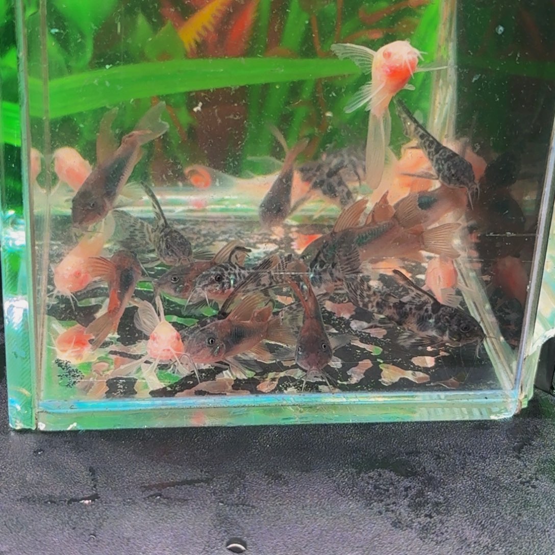 *****孔雀鱼15个青铜5个花椒