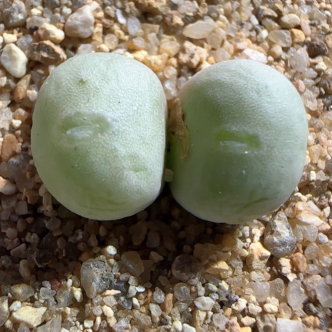 葡萄杂交。    50757