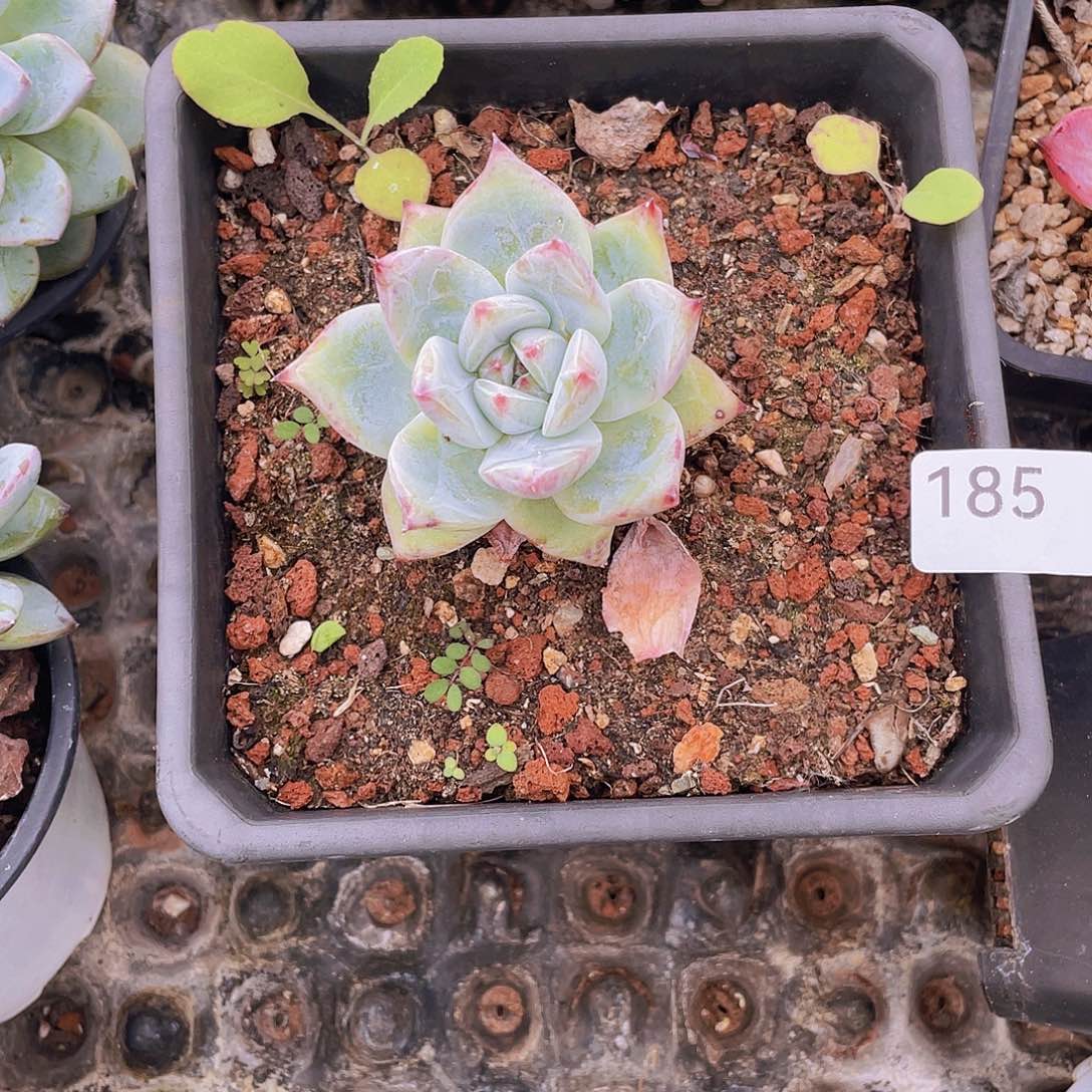 185。 卡罗拉。