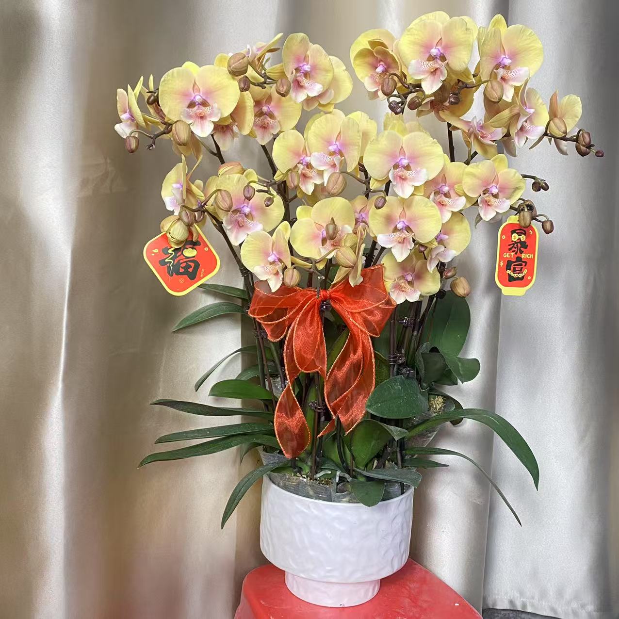 （半亩花坊）红黄金万两 经典年宵花进口蝴蝶兰  卧室客厅观赏花卉