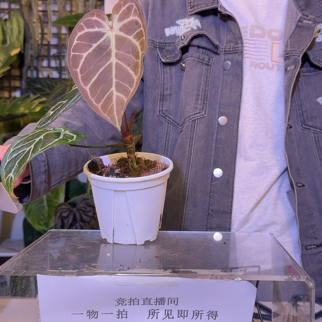 完全开放F673黑脉巧克力